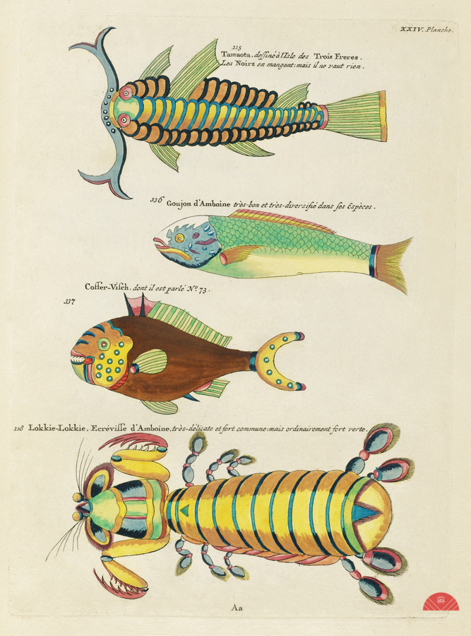 Colourful and surreal illustrations of fishes and other marine life found in Moluccas Indonesia and the East Indies by Louis Renard 1678 -1746 from Histoire naturelle des plus rares curiositez de la mer des Indes 1754.  Print