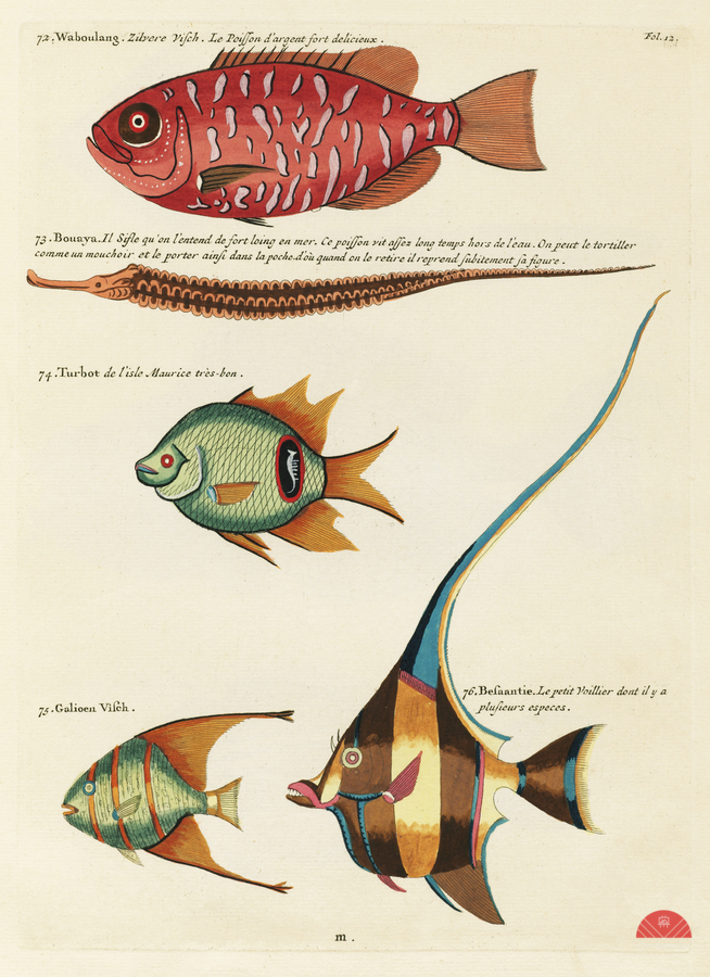 Colourful and surreal illustrations of fishes found in Moluccas Indonesia and the East Indies by Louis Renard 1678 -1746 from Histoire naturelle des plus rares curiositez de la mer des Indes 1754.  Print