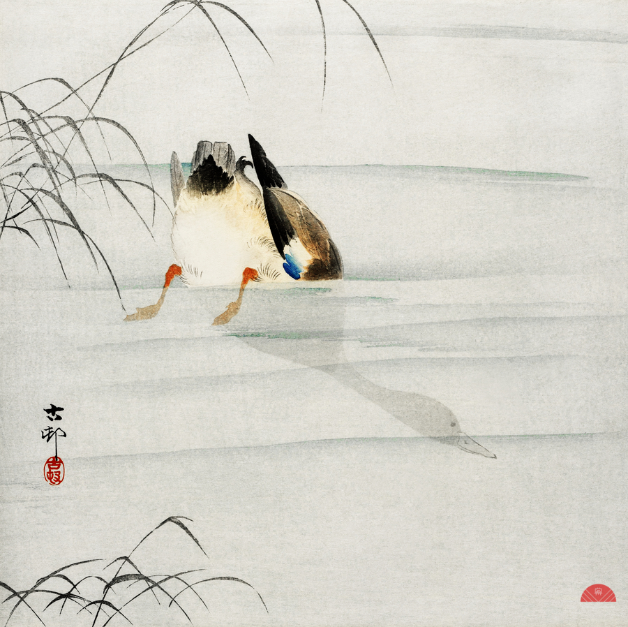 Mallard the head under water 1900 - 1930 by Ohara Koson 1877-1945.  Print