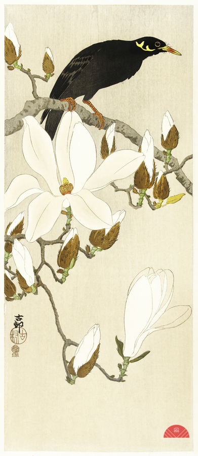 Myna on Magnolia Branch 1900 - 1910 by Ohara Koson 1877-1945.  Print