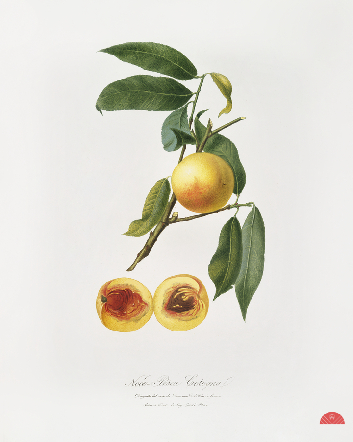 Peach Prunus persica from Pomona Italiana 1817 - 1839 by Giorgio Gallesio 1772-1839.   Print