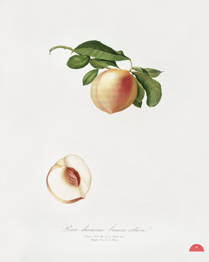 Peach Persica julodermis from Pomona Italiana 1817 - 1839 by Giorgio Gallesio 1772-1839.   Print
