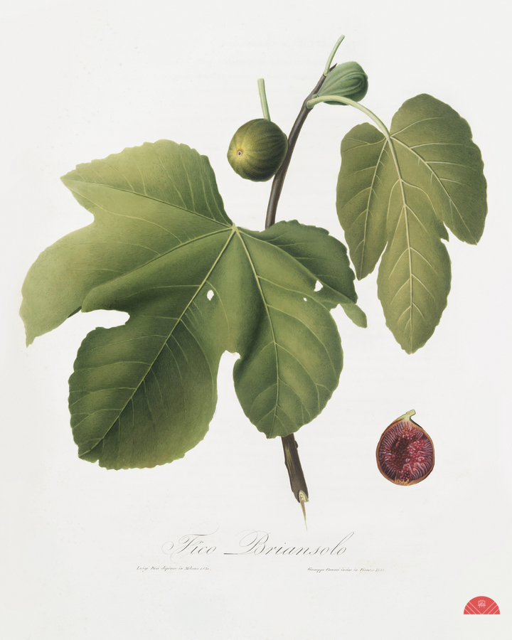 Briansole figs Ficus carica sativa from Pomona Italiana 1817 - 1839 by Giorgio Gallesio 1772-1839.   Print