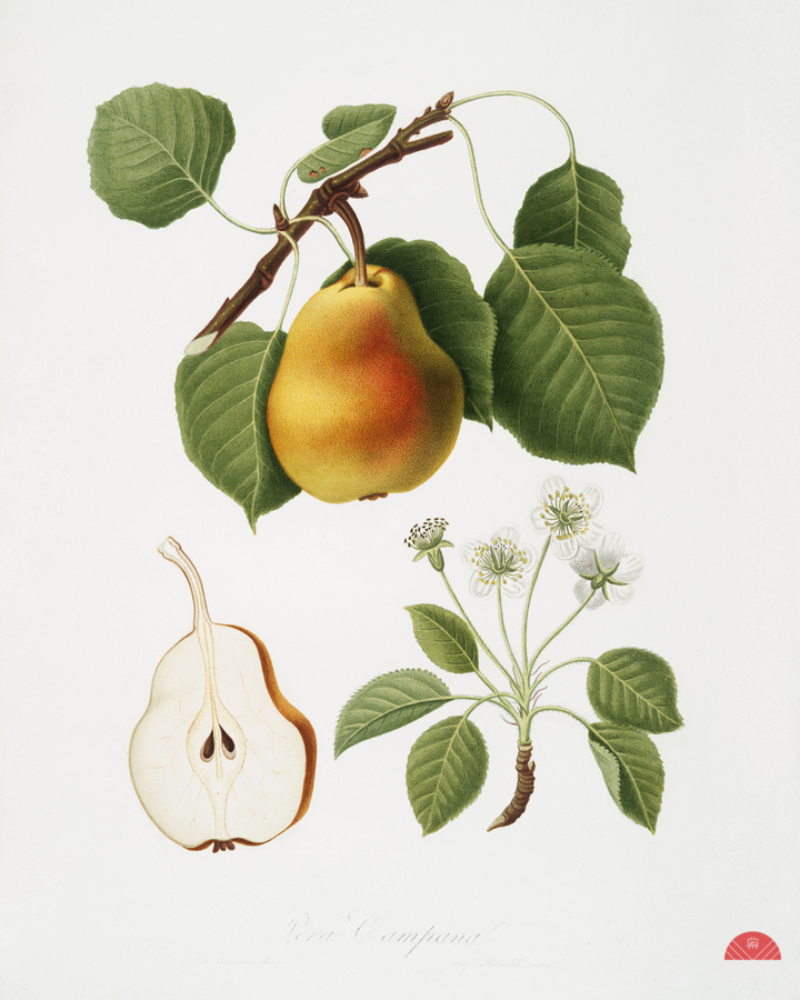 Pear Pyrus Pompeiana from Pomona Italiana 1817 - 1839 by Giorgio Gallesio 1772-1839.   Print