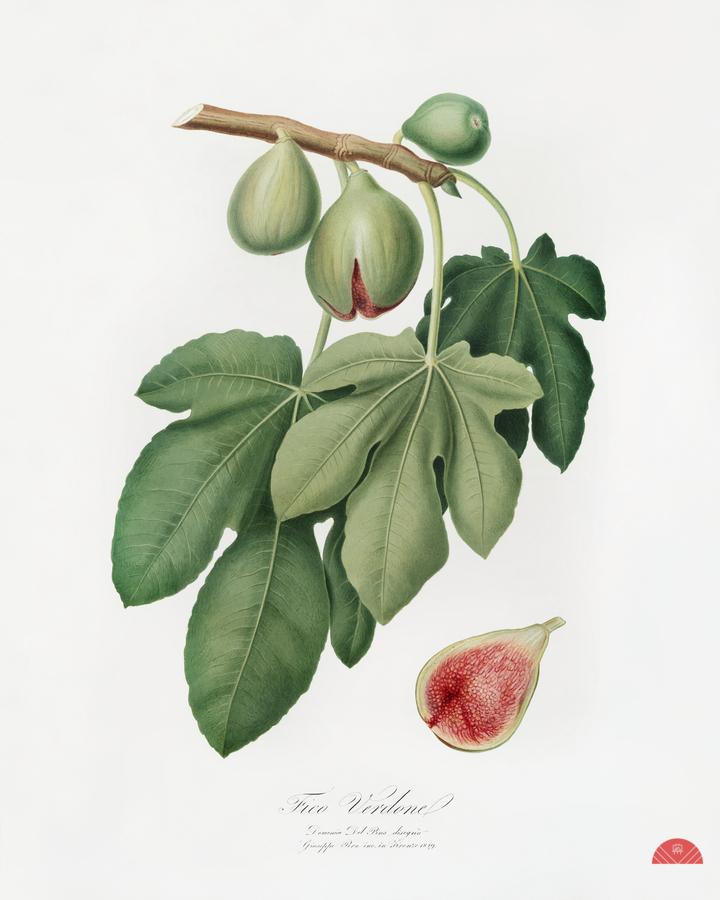 Fig Ficus carica from Pomona Italiana 1817 - 1839 by Giorgio Gallesio 1772-1839.   Print