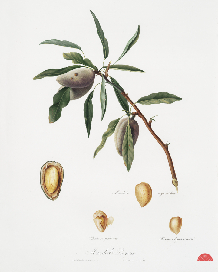 Almond Guscio tenero from Pomona Italiana 1817 - 1839 by Giorgio Gallesio 1772-1839.   Print