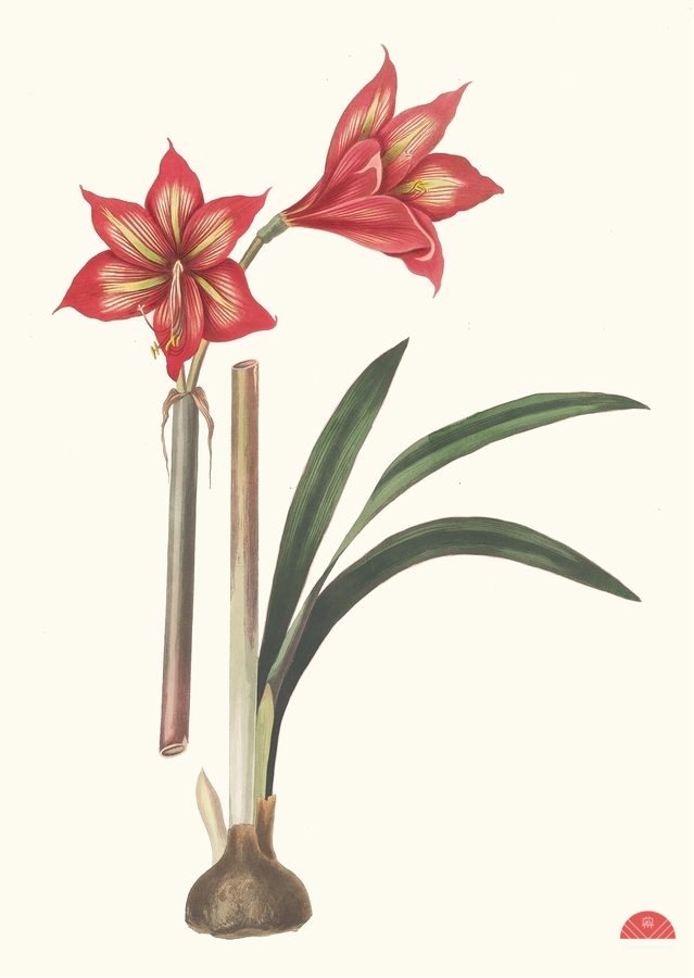 Amaryllis Correiensis. 1834  Print
