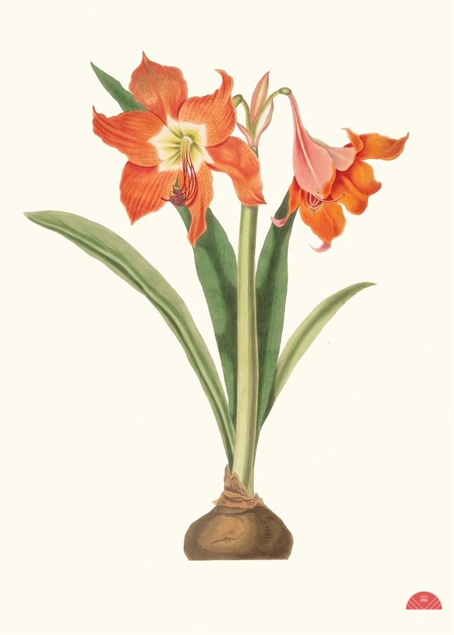 Amaryllis Equestris Major 1834  Print