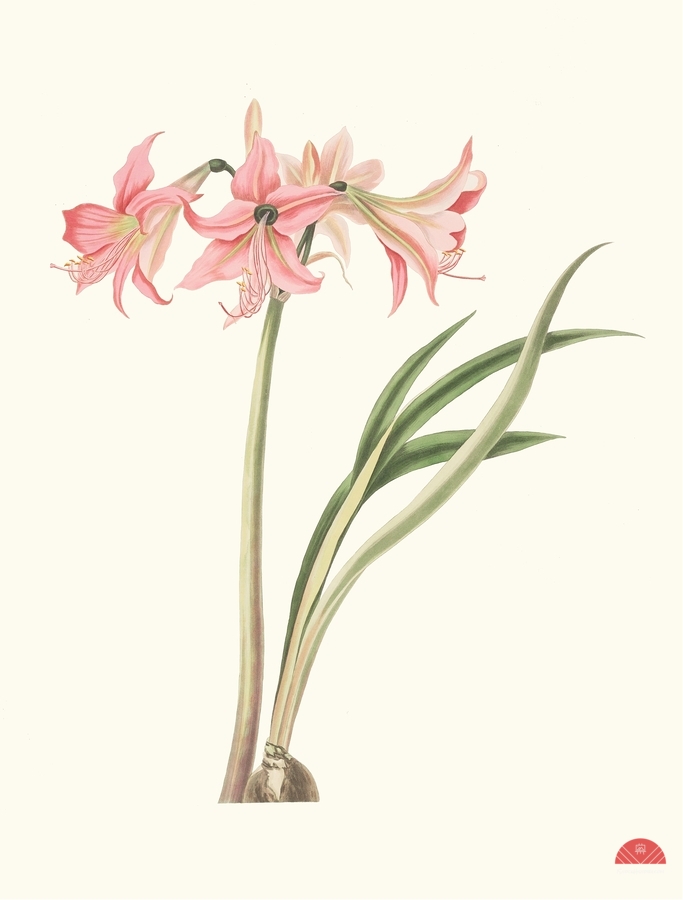 Amaryllis Stilosa 1834  Print
