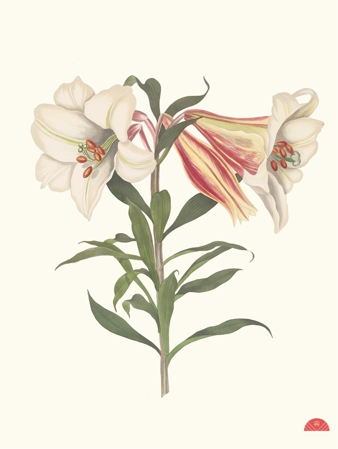 Lilium Japonicum. 1834  Print