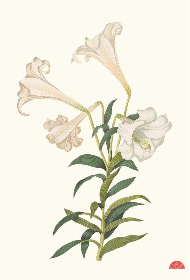 Lilium Longiflorum. 1834  Print