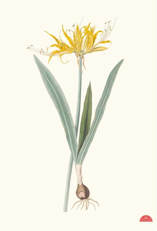 Nerine Aurea. 1834  Print
