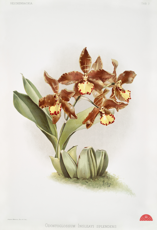 Odontoglossum insleayi splendens from Reichenbachia Orchids 1888-1894 illustrated by Frederick Sander 1847-1920.   Print