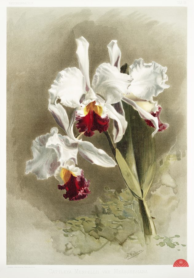 Lælio-cattleya elegans var blenheimensis from Reichenbachia Orchids 1888-1894 illustrated by Frederick Sander 1847-1920.   Print