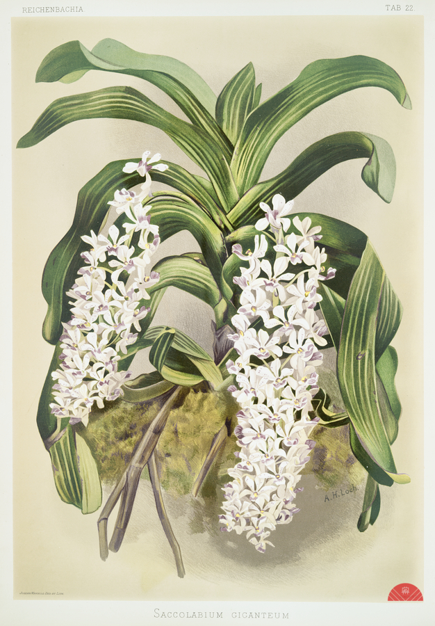 Cypripedium hybridum laucheanum cypripedium hybridum eyermanianum from Reichenbachia Orchids 1888-1894 illustrated by Frederick Sander 1847-1920.   Print