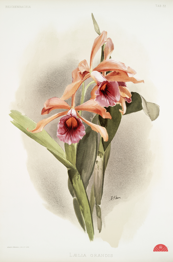 Lælia grandis from Reichenbachia Orchids 1888-1894 illustrated by Frederick Sander 1847-1920.   Print