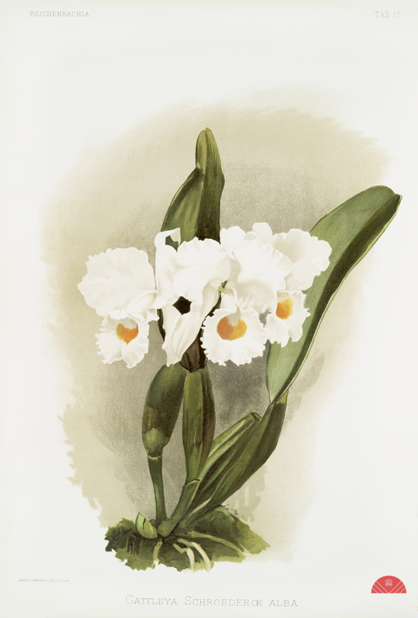Cattleya schroederoe alba from Reichenbachia Orchids 1888-1894 illustrated by Frederick Sander 1847-1920.   Print