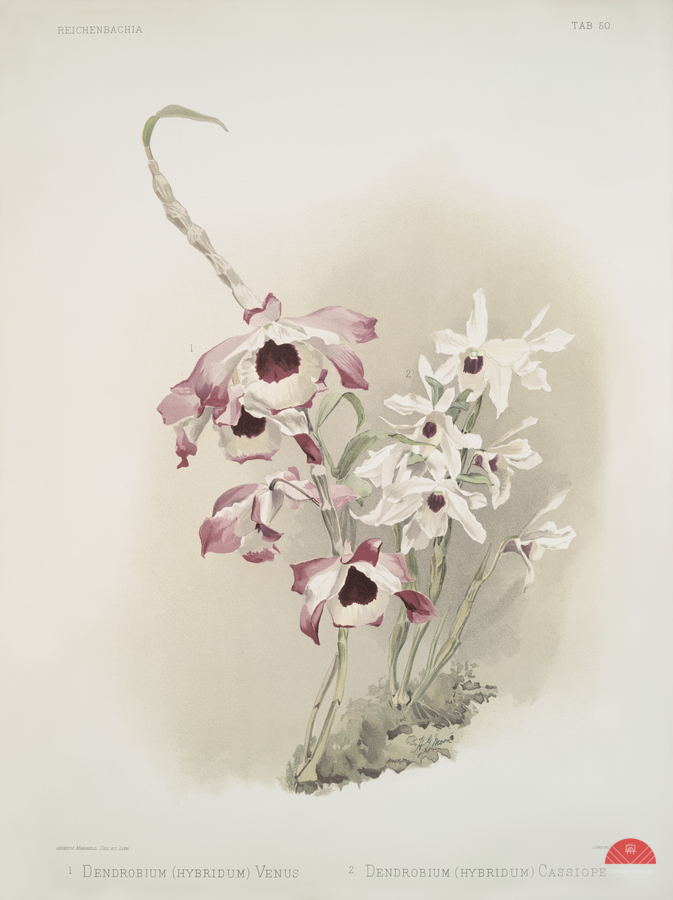 Dendrobium hybridum venus Dendrobium hybridum cassiope from Reichenbachia Orchids 1888-1894 illustrated by Frederick Sander 1847-1920.   Print