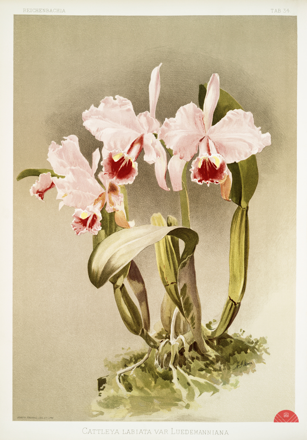 Cattleya labiata var luedemanniana from Reichenbachia Orchids 1888-1894 illustrated by Frederick Sander 1847-1920.   Print