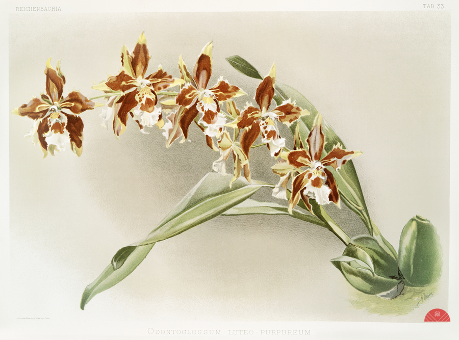 Odontoglossum luteo-purpureum from Reichenbachia Orchids 1888-1894 illustrated by Frederick Sander 1847-1920.   Print