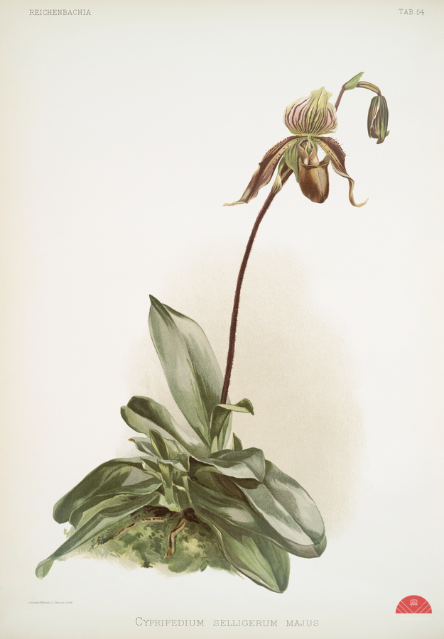 Cypripedium selligerum majus from Reichenbachia Orchids 1888-1894 illustrated by Frederick Sander 1847-1920.   Print