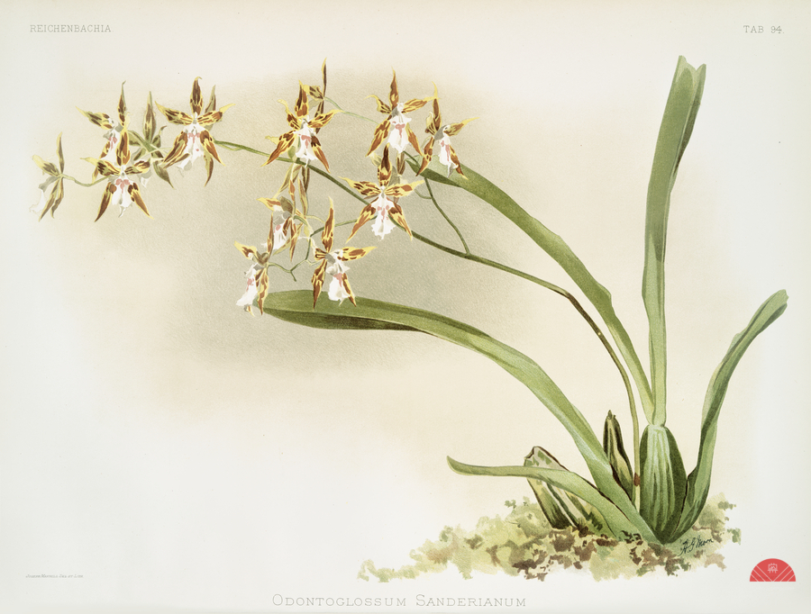 Odontoglossum sanderianum from Reichenbachia Orchids 1888-1894 illustrated by Frederick Sander 1847-1920.   Print