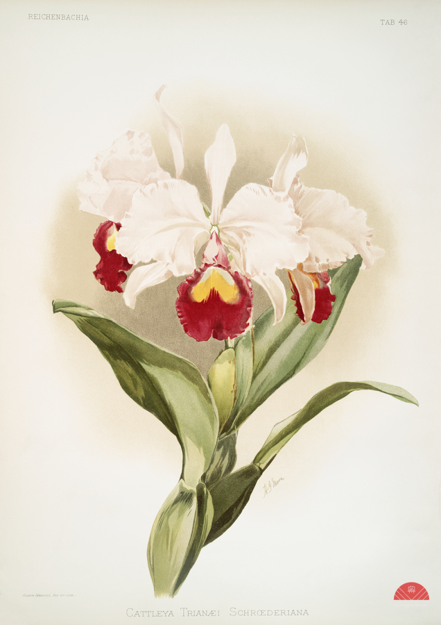 Cattleya trianaei schroederiana from Reichenbachia Orchids 1888-1894 illustrated by Frederick Sander 1847-1920.   Print
