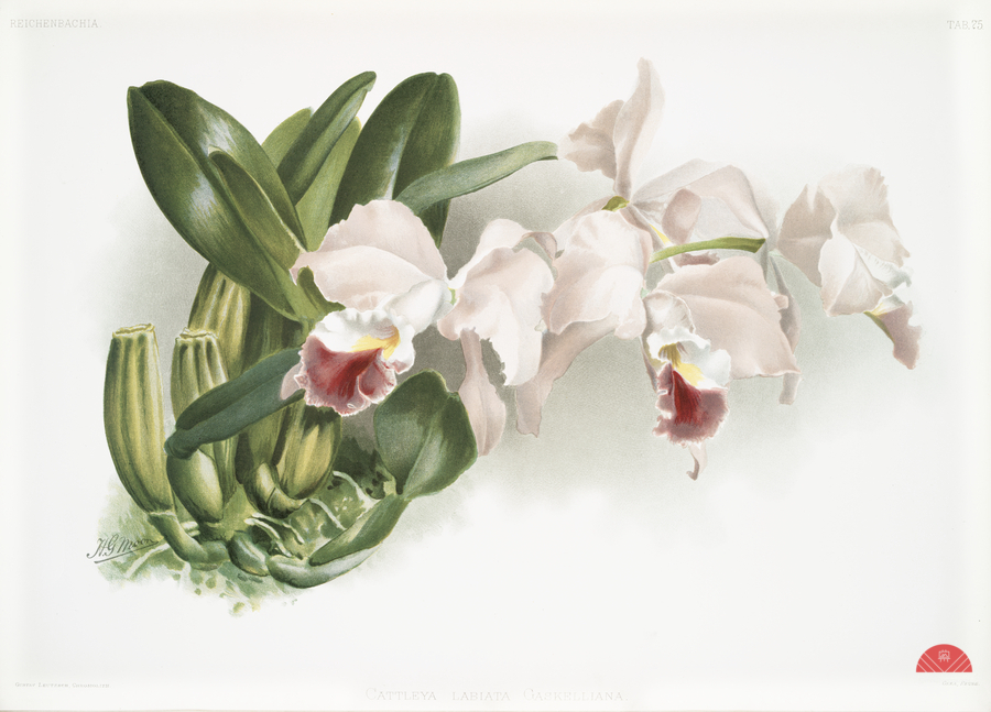 Cypripedium lemoinierianum from Reichenbachia Orchids 1888-1894 illustrated by Frederick Sander 1847-1920.   Print