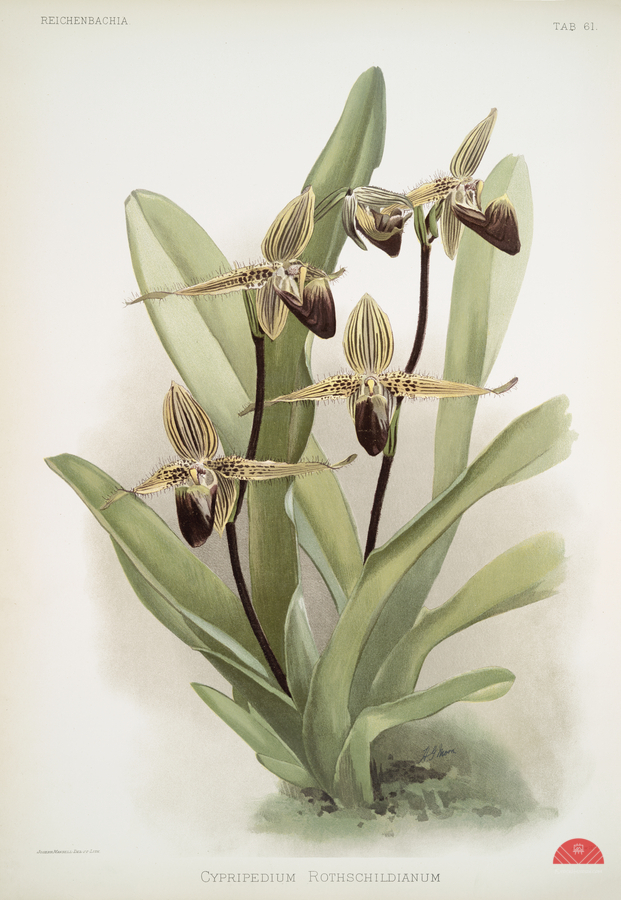 Cypripedium rothschildianum from Reichenbachia Orchids 1888-1894 illustrated by Frederick Sander 1847-1920.   Print