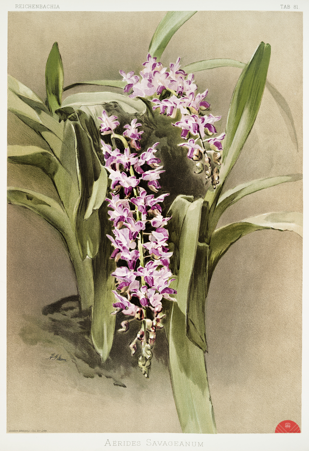 Aërides savageanum from Reichenbachia Orchids 1888-1894 illustrated by Frederick Sander 1847-1920.   Print