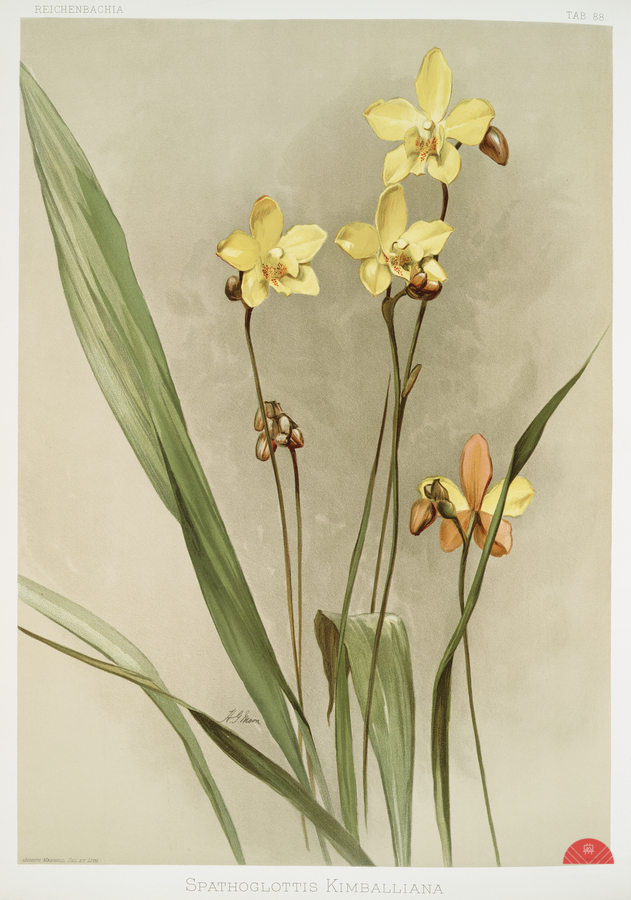 Kimballs Spathoglottis Spathoglottis kimballiana from Reichenbachia Orchids 1888-1894 illustrated by Frederick Sander 1847-1920.   Print