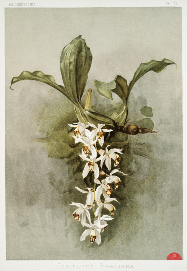 Swains Coelogyne Coelogyne swaniana from Reichenbachia Orchids 1888-1894 illustrated by Frederick Sander 1847-1920.   Print