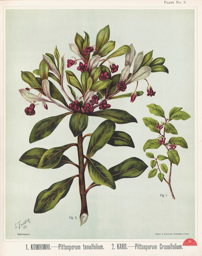 Sarah Featon 010  Print