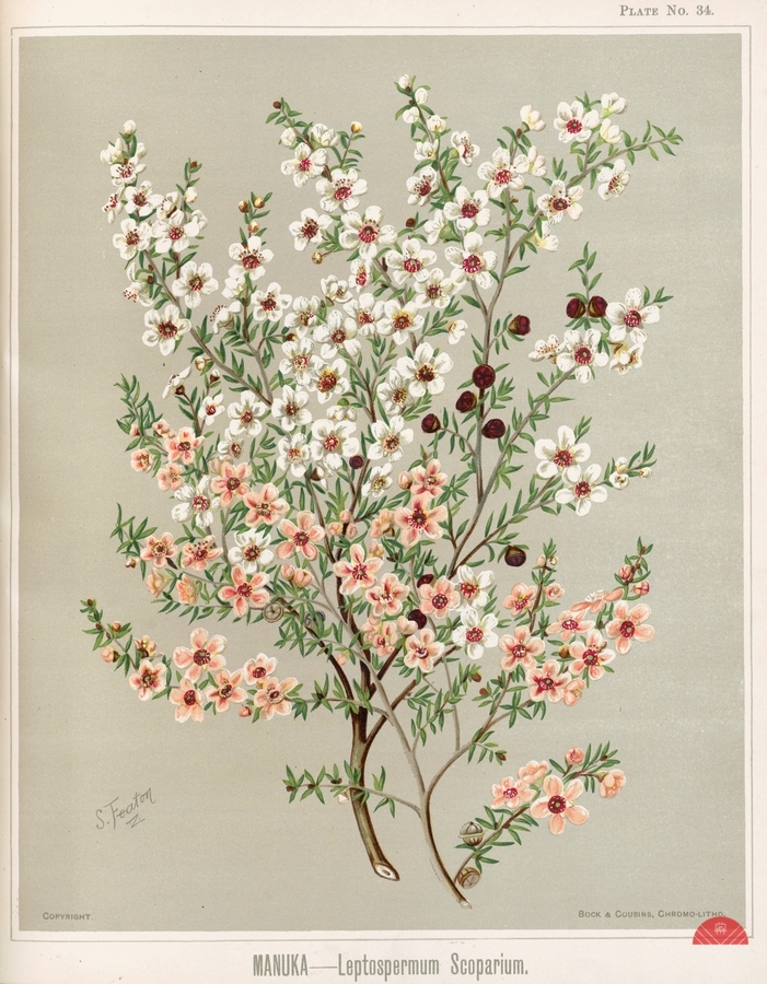 Sarah Featon 026  Print