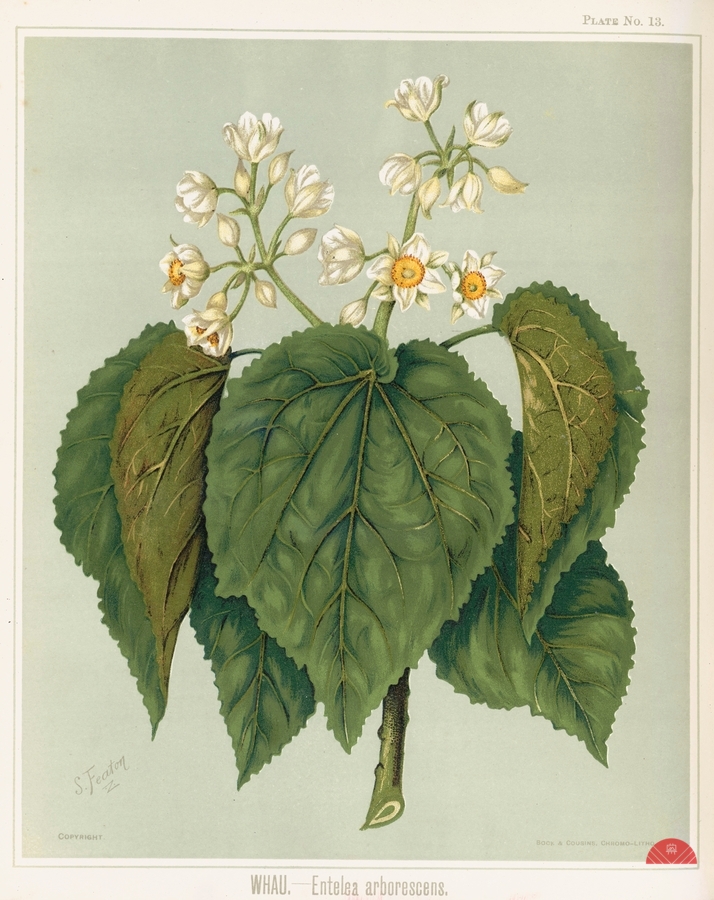 Sarah Featon 035  Print