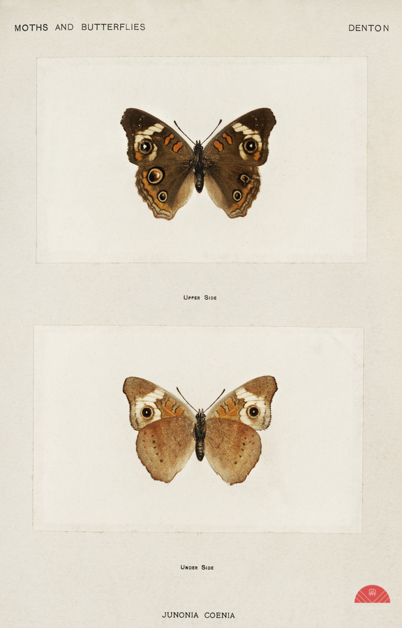 Buckeye Junonia Coenia from Moths and butterflies of the United States 1900 by Sherman F. Denton 1856-1937.   Print