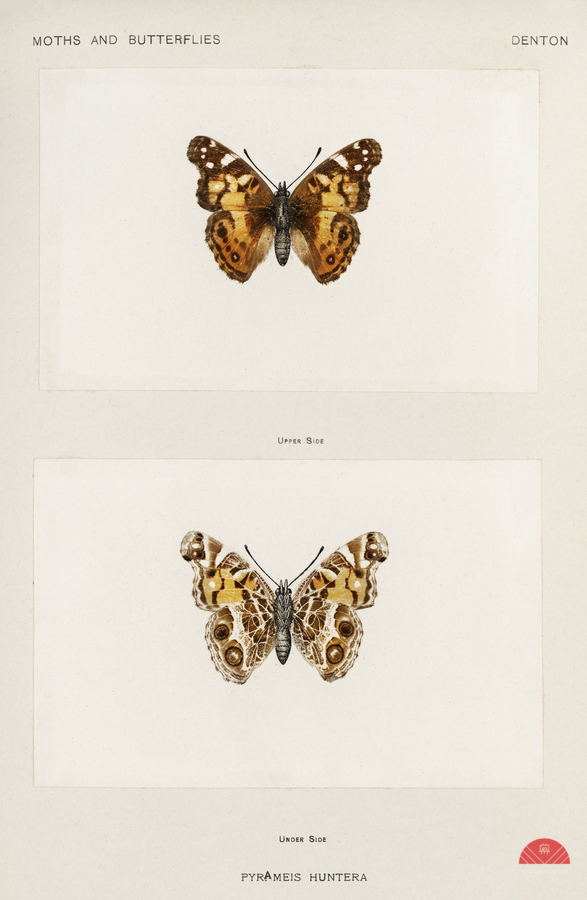 Pyrameis Huntera Brazilian painted lady from Moths and butterflies of the United States 1900 by Sherman F. Denton 1856-1937.   Print