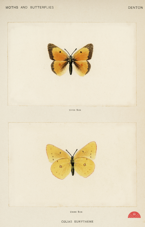 Orange Sulphur Colias Eurytheme from Moths and butterflies of the United States 1900 by Sherman F. Denton 1856-1937.   Print