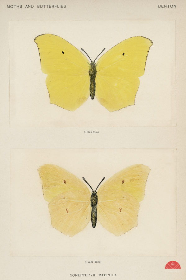 Angled Sulphur Gonepteryx Maerula from Moths and butterflies of the United States 1900 by Sherman F. Denton 1856-1937.   Print