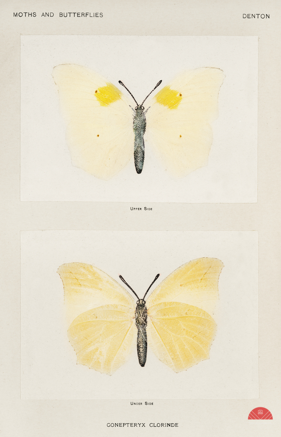 Aphrodite Fritillary Argynnis Aphrodite from Moths and butterflies of the United States 1900 by Sherman F. Denton 1856-1937.   Print