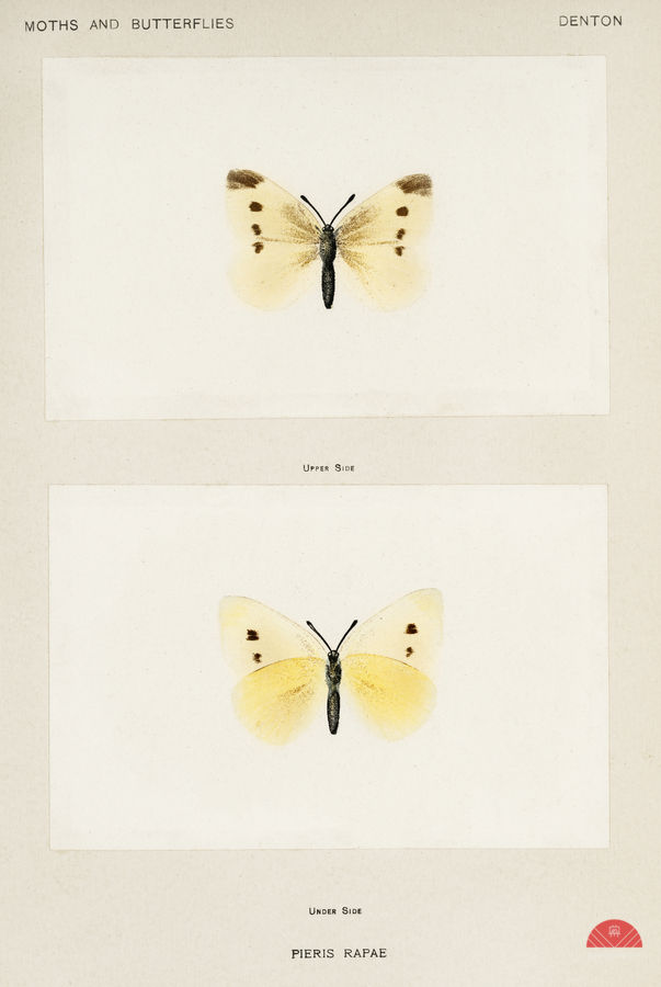 Small Cabbage White Pieris Rapae from Moths and butterflies of the United States 1900 by Sherman F. Denton 1856-1937.   Print
