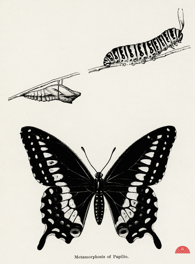 Metamorphosis of Papilio Butterfly from Moths and butterflies of the United States 1900 by Sherman F. Denton 1856-1937.   Print