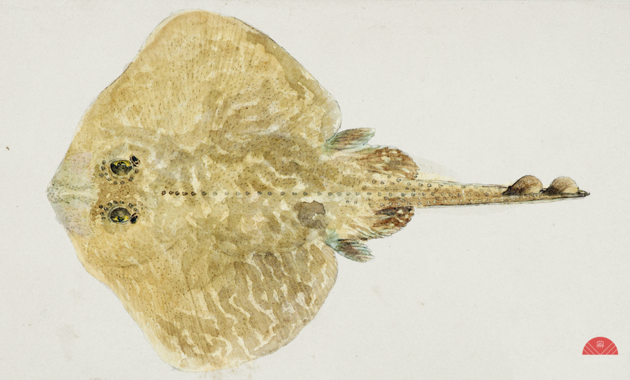 Antique fish sardinops neopilchardus pilchard South Pacific Fishes by Frank Edward Clarke 1849-1899.   Print