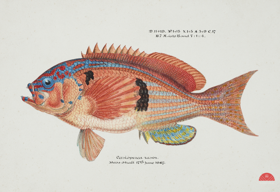 Antique fish caesioperca rasor sea perch South Pacific Fishes by Frank Edward Clarke 1849-1899.   Print