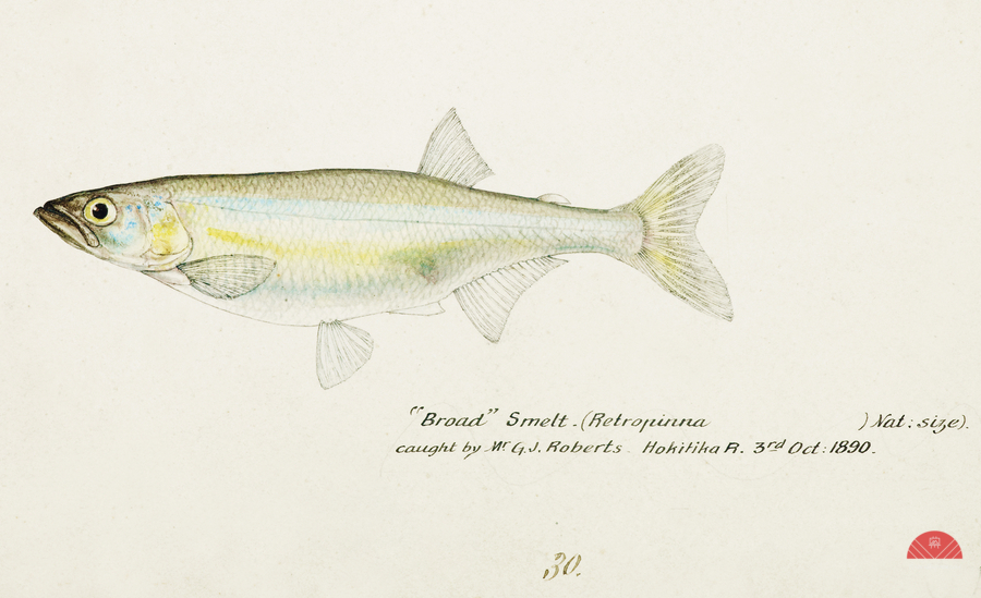 Antique fish Retropinna Retropinna South Pacific Fishes by Frank Edward Clarke 1849-1899.   Print