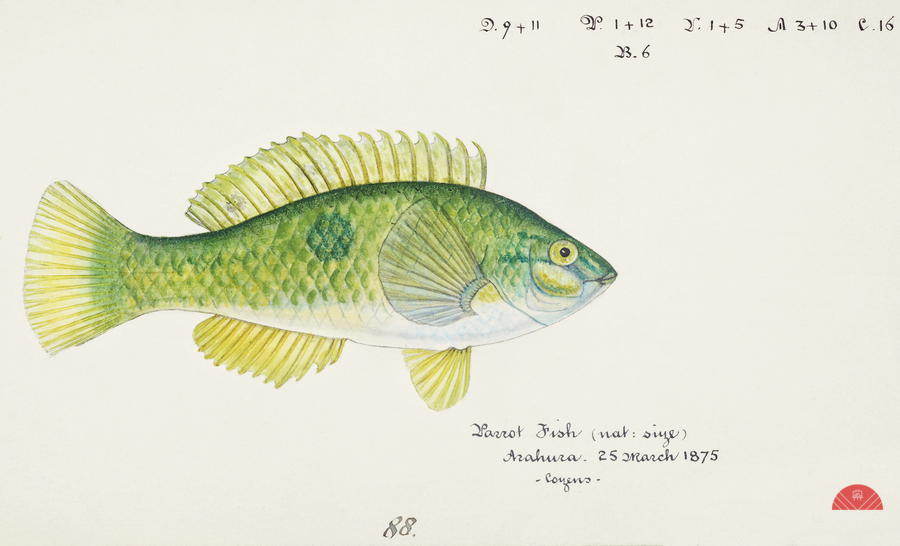 Antique fish Wrasse South Pacific Fishes by Frank Edward Clarke 1849-1899.   Print