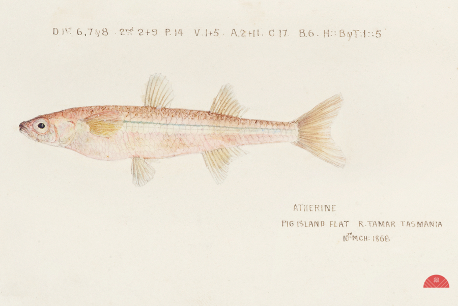 Antique fish athennidae South Pacific Fishes by Frank Edward Clarke 1849-1899.   Print