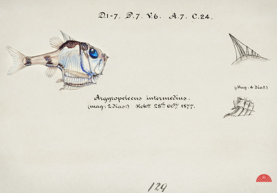 Antique drawing watercolor common hatchetfish marine life. South Pacific Fishes by Frank Edward Clarke 1849-1899.  Print