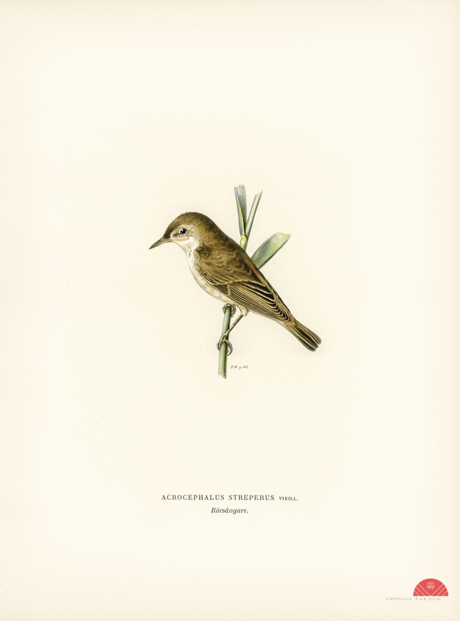 Red warbler Acrocephalus streperus  Print