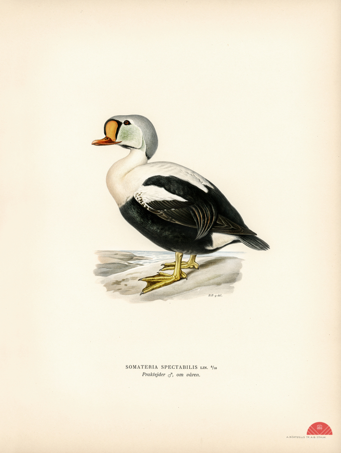 Somateria spectabilis  Print